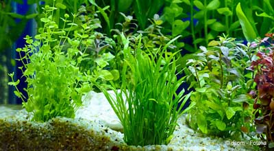 Aquariumplantjes meeverhuizen